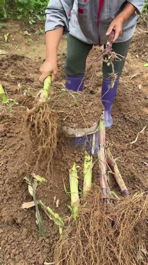 Practical farming skill share Efficient way to clean corn stubble mud