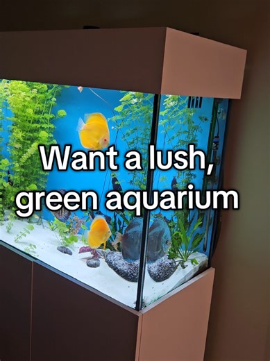 Easy-to-Grow Aquarium Plant: Limnophila Sessiliflora