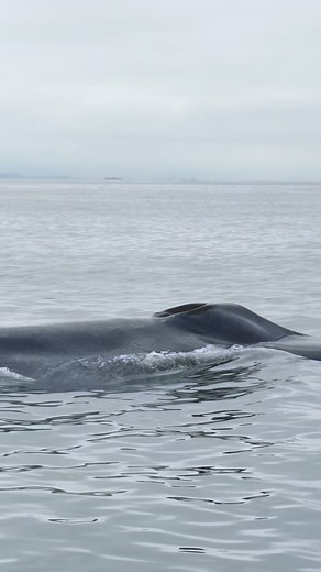 If today had a color, it would be blue. 💙🐋 Not because of the ocean, but because the biggest animal to ever exist stole the show. Blue whales are everywhere in the bay right now, peacefully going about their lives, and it’s impossible not to be amazed. Fun fact: a blue whale can grow up to 100 feet long (about five pickup trucks lined up!), and its heart is so massive that a toddler could crawl through one of its arteries. 🤯 After seeing so many blue whales, the humpback we found later almost