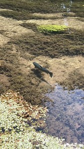 1.8K views · 1.4K reactions | Bream bully’s | Life on the Test | Facebook