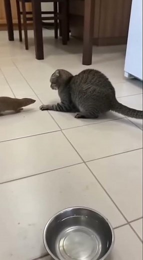 Cat vs Mongoose: Insane Backflip Defense!