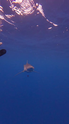 Blue Shark Investigates GoPro Camera in Open Ocean Encounter