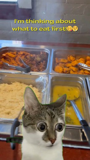 🍛 Upgrade Your Lunch Game! Dive into our all-you-can-eat Indian buffet — creamy curries, smoky tandoori & hot naan fresh from the oven! 🔥 No passport needed for this flavor trip! ✈️🌶️ 🕚 11 AM – 2:30 PM (Closed Tuesdays) 📍 6430 Glenway Ave | 📞 (513) 832-7448 🌐 aapindiarestaurant.com #CincyEats #IndianBuffetVibes #BuffetGoals #CurryCravings #TandooriTime #NaanLovers #TasteOfIndia #SpiceUpYourLunch | AAP India restaurant