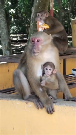 Monkey Ne kya Kamal Kar Diya 😂😂