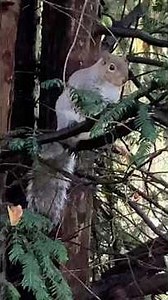 Squirrel Up A Tree (Wardown Park,Luton)
