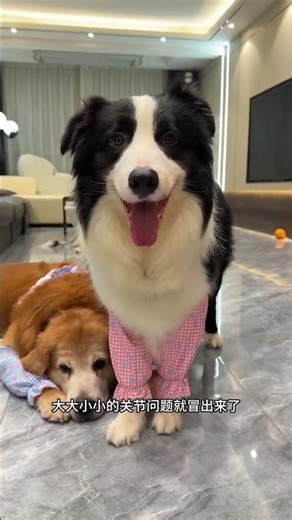 Inexpensive and Versatile Elbow Pads for Dogs - Save Your Pup's Joints