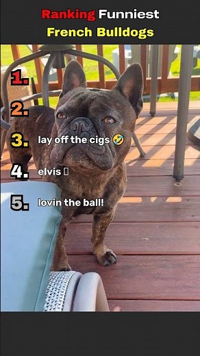 Ranking Funniest French Bulldog Moments!