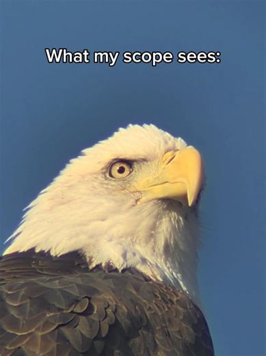 Bald eagle with a @Google Pixel 10 XL and @Vortex Optics Diamondback HD 85mm! 🦅🦅🦅 #nature #digiscoping #wildlife #baldeagle #birding