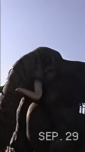 The Lion King Celebration parade at Disneyland 1996