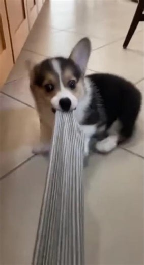 He grabbed my pants and refused to let go