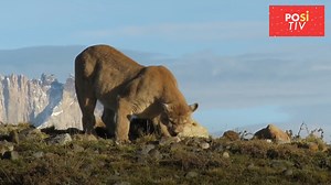 20K views · 70 reactions | Dieser Kampf zwischen einem Puma und einem Dogo Argentino ist ein weiteres Beispiel dafür, wie viel Kraft in dieser Kampfhundrasse steckt. Aber wenn es darauf ankommt, sind diese treuen weißen Hunde in der Lage, alles in ihrer Macht stehende zu tun, um das Leben ihrer Halter zu tun. Und es gibt zwei Schwestern, die es am eigenen Leibe erfahren haben. | Positiv + | Facebook