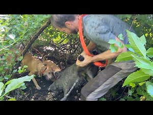 Hog Doggin! Catching Hogs On Our Florida Ranch!