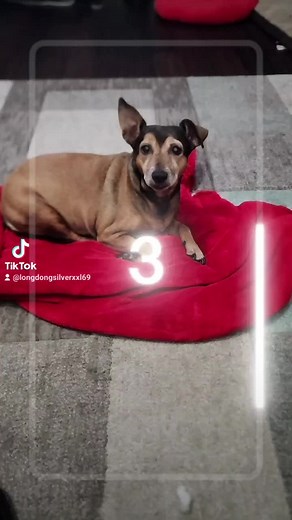 long dong silver (@longdongsilverxxl69)’s videos with Dragula - Rob Zombie