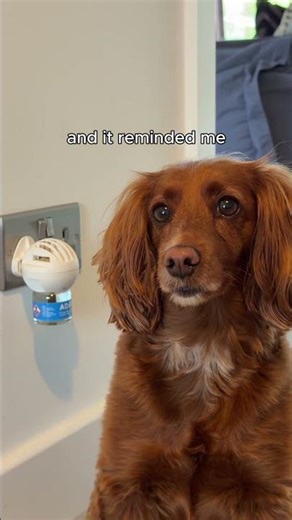 Does your dog hate the Postman? Help calm the panic with ADAPTIL #pets #dog #doglife