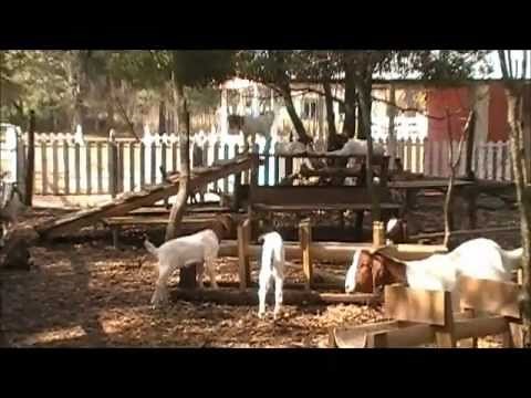 Goat Feeding System taken at our Boer Goats Ranch in Tampa, Florida