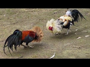 My experience raising fighting roosters | The truth about fighting roosters