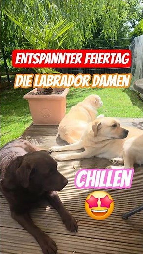 🤩👋 Wir chillen 👍Entspannter Feiertag ☺️ Die Labrador Damen genießen die Ruhe #labrador #labradordog