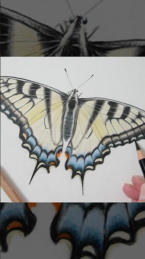 Swallowtail Butterfly Colored Pencil Drawing