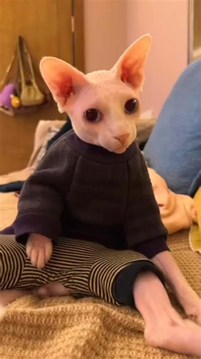 Bingus B. on Instagram: "Yeah. I got it on. #bingus #cute #cat"