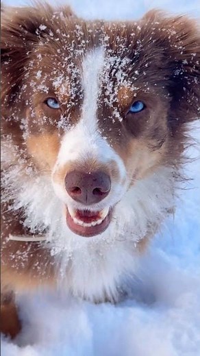 Lule the Miniature Australian Shepherd: Playful Grin in the Snow! ❄️