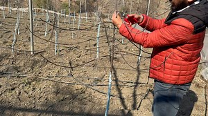 215K views · 9.6K reactions | 1st year pruning in HDP self grafted plants. | AVO Fruit Tree Nursery | Facebook