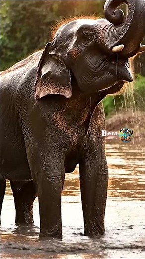 🐘 African Elephants in the Wild | Real Wildlife Documentary Short
