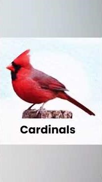 Different types of Birds with names