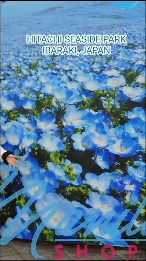 HITACHI SEASIDE PARK IBARAKI | JAPAN SPRING 2026 ‪@ManilaShopper‬