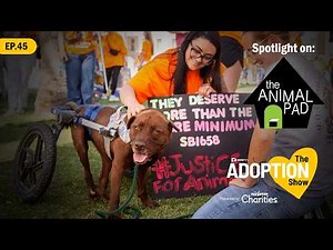 Rescue on the Rise | The Animal Pad San Diego | The Adoption Show Ep. 45