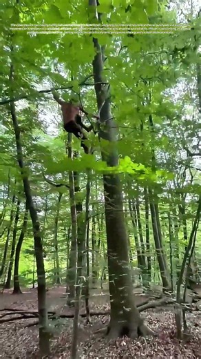 Tree-to-Tree Leap: The Untold Science Behind Canopy Mobility
