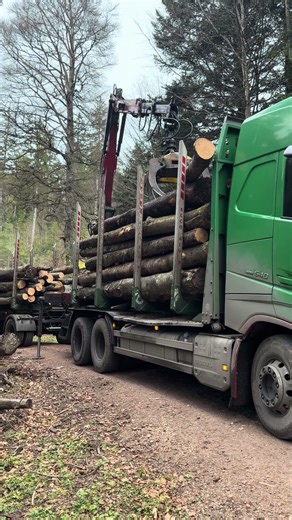 Brennholz Buche laden im Schwarzwald – Volvo FH 540 mit Loglift Holzkran #doll #holztransport