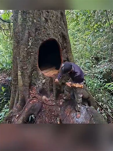 Survival Tips: Building a Safe Haven in an Old Tree