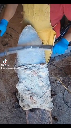 8.2K views · 134 reactions | #tanningshides #tannerylife #huntingseason #taxidermia #StarsEverywhere #taxidermylife | Pro-Shaver By Estrada Fam. | Facebook