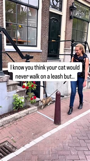 🐾 Think your cat could never walk on a leash? Think again! With a little patience, most cats can become confident leash-walkers. Here’s how to get started: ⬇️ ✨ 🛍️ Choose the right gear Use a soft, escape-proof harness made specifically for cats. Never use a collar for leash walking — it’s not safe! 🐱 👃 Let them get familiar Leave the harness near their bed or favorite spot. Let them sniff it and investigate at their own pace. 🏠 🎽 Practice indoors first Start with just a few minutes wearin