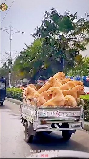 If happiness had a delivery service... 📦🐕
