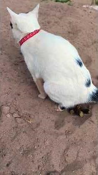 The cat is pooping.