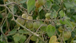 detail of cape gooseberry or goldenberry fruits (Physalis peruviana) in an orchard - Physalis plant