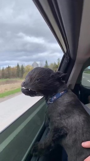 Cute Dog in Car Compilation - Funny and Adorable Moments