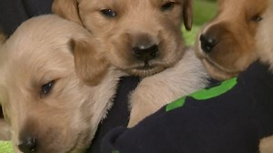 Pet World manager reacts to state ban on selling dogs, cats, and rabbits in stores