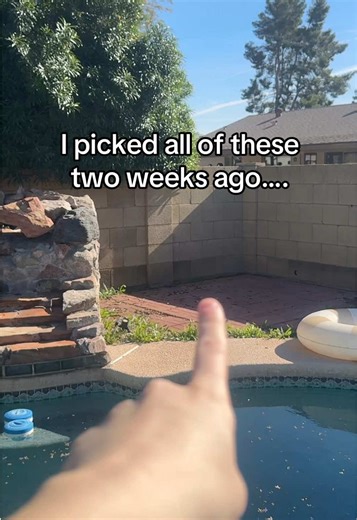 Struggling with Weeds and Mosquitos in Phoenix Yards