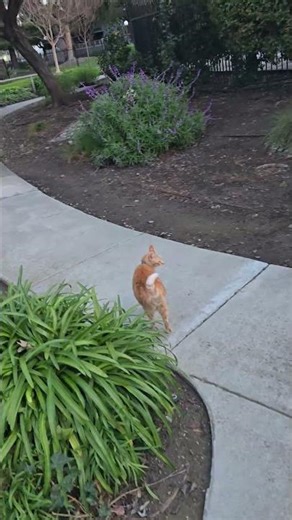 2/22/26 pre-cat walk part 2 🦁🚶‍♂️🎵