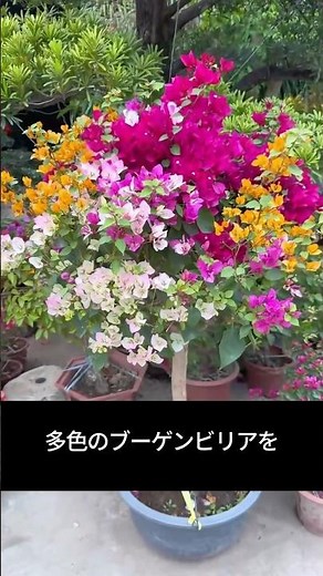 How to grow a single bougainvillea that blooms in vibrant colors