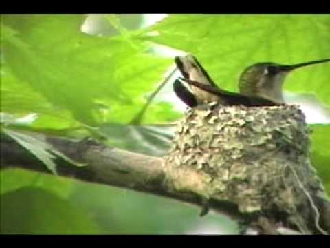 Ruby-Throated Hummingbird nest building