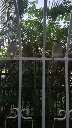 The Reflector window is interesting #cute #birds#wildlife