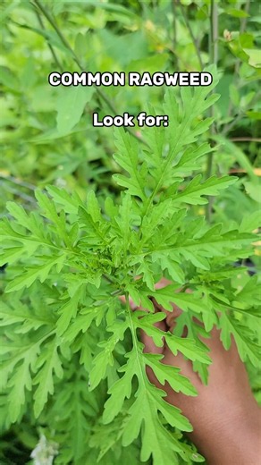 Common Ragweed Explained | Identification, Uses & Allergy Facts