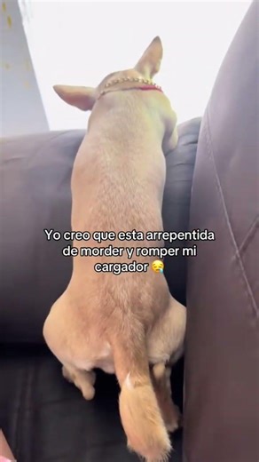 🤧 #viralshort #likeycomparte #chihuahuafanclub #travesura #fypシ #fypシ゚viral #seguir #comparte