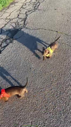 50K views · 2.9K reactions | Welpen Scooter gassi am Sonntag | Bunte Zwergdackel | Facebook