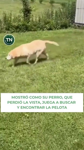 🐶 LABRADOR CIEGO DESARROLLA UN OLFATO EXTREMO PARA JUGAR A BUSCAR LA PELOTA 🎾