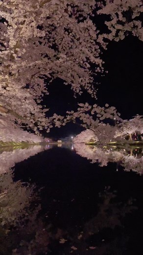 Experience the Beauty of Cherry Blossoms in Japan