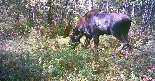Moose sightings on the rise in Northern Wisconsin